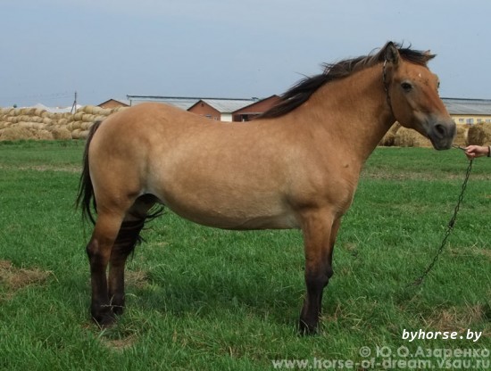 Белорусская упряжная: Смелая 102